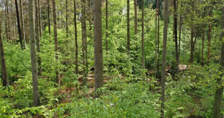 Forstwirtschaftsplan der Stadt Lebach