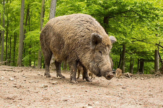 Saarlouiser Wildschweine – Verwirrung bei der spd:  wer muss Jagd genehmigen?