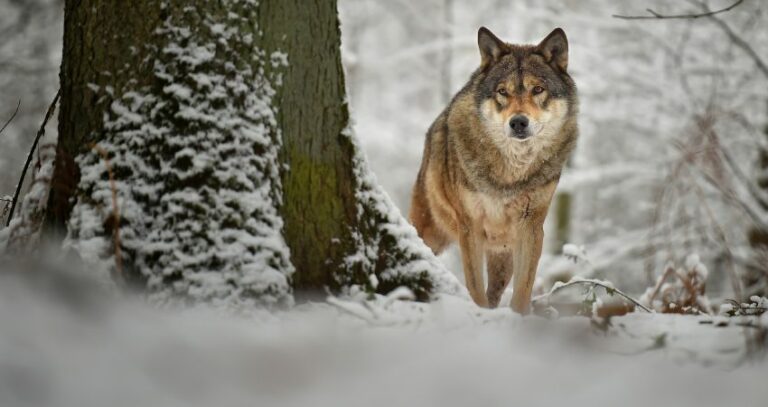 Den Wolf muss man nicht suchen. Wenn er uns besucht, ist er da!